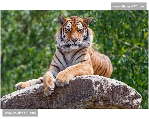 美洲虎与老虎的实力对比 谁才是真正的丛林之王